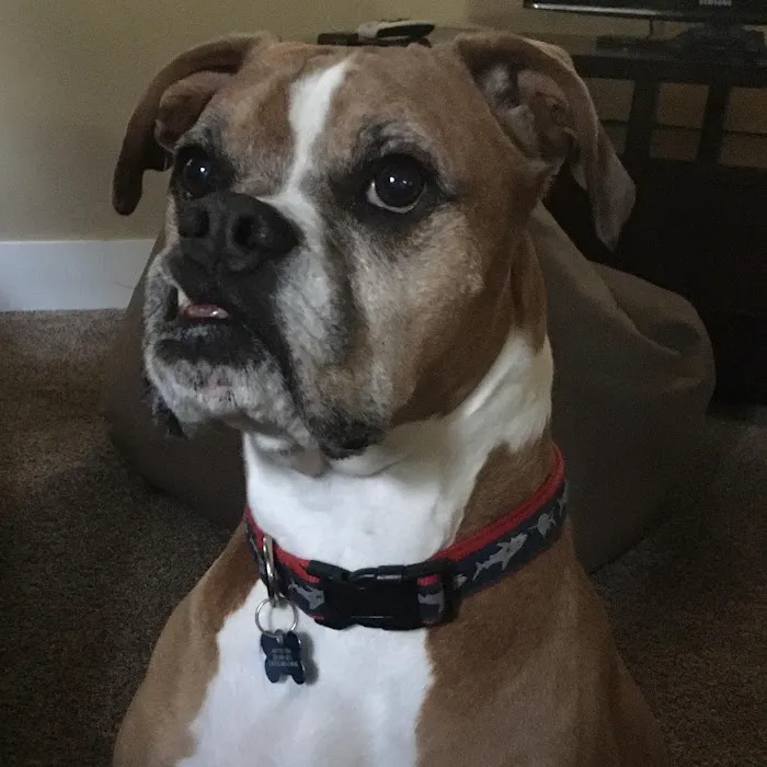 Banfield Pet Hospital 12