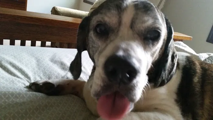 Sagamore Hills Animal Hospital 12