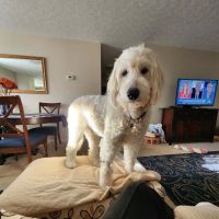 Sagamore Hills Animal Hospital ico