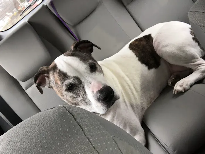Sagamore Hills Animal Hospital 12