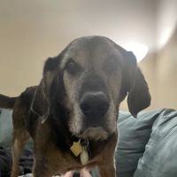 Northfield Veterinary Hospital ico