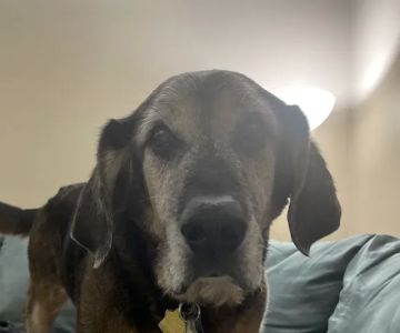 Northfield Veterinary Hospital