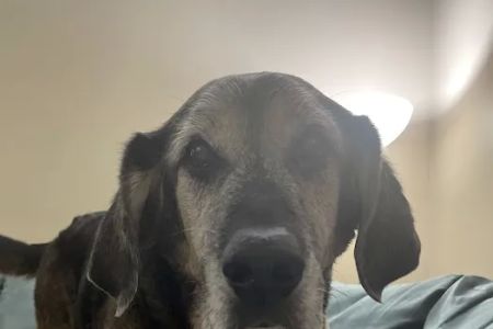 Northfield Veterinary Hospital
