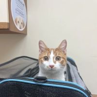 Macedonia Veterinary Clinic ico