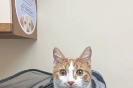 Macedonia Veterinary Clinic