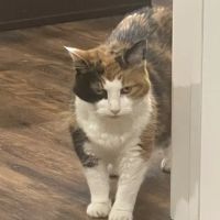 Daisy Creek Vet ~ A Peaceful Passing ico
