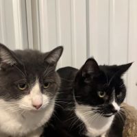 Tinkers Creek Veterinary Clinic ico