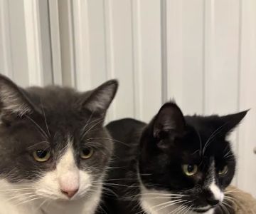 Tinkers Creek Veterinary Clinic