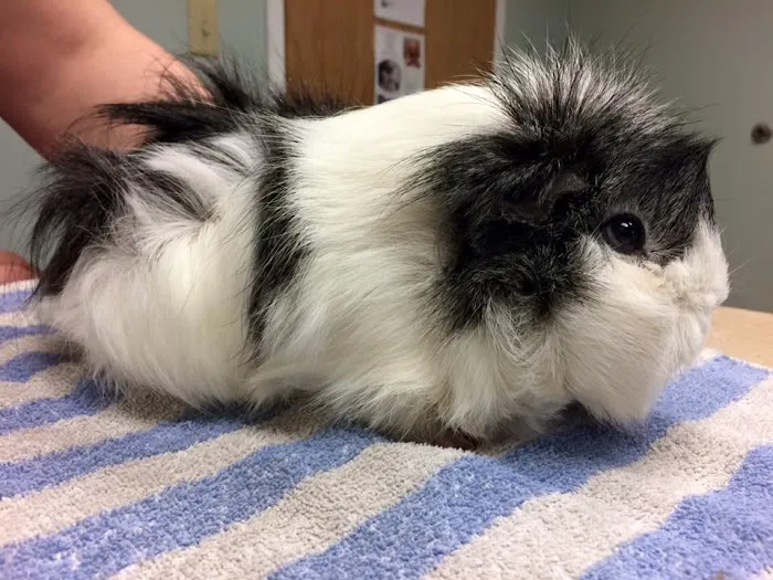 Stow Falls Pet Clinic, Inc. 12