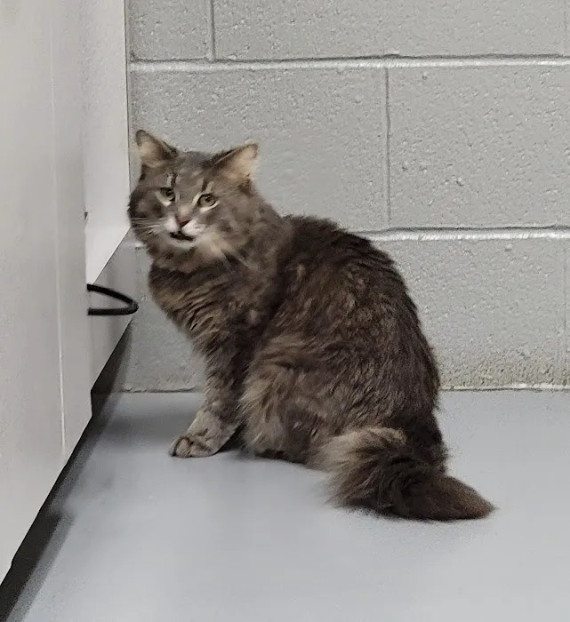 Gateway Animal Clinic 12