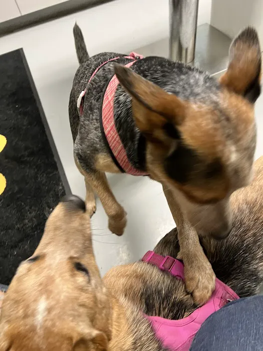 Gateway Animal Clinic 12