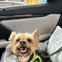 The Family Pet Clinic ico