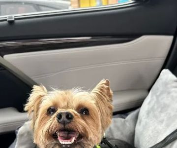 The Family Pet Clinic