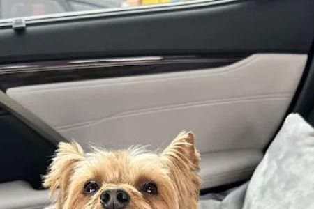 The Family Pet Clinic