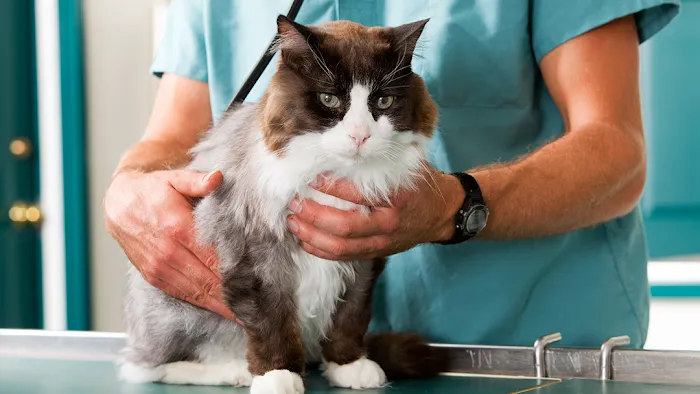 The Family Pet Clinic 12
