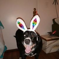 Family Pet Clinic: Slezak Terri J DVM ico