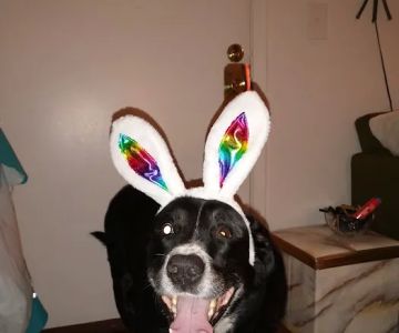 Family Pet Clinic: Slezak Terri J DVM