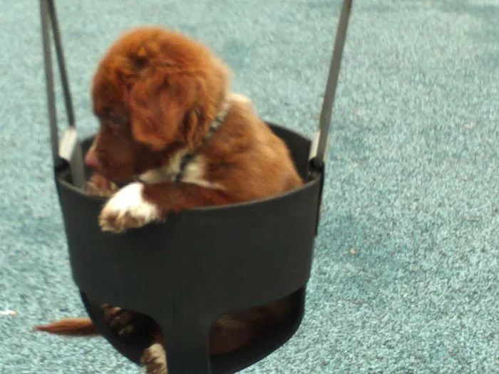 Family Pet Clinic: Slezak Terri J DVM 12