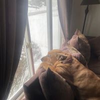 Maple Heights Animal Hospital ico