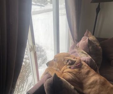Maple Heights Animal Hospital