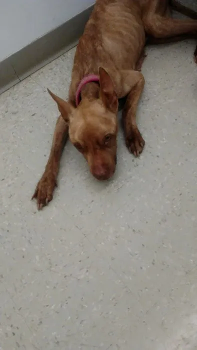 Maple Heights Animal Hospital 12
