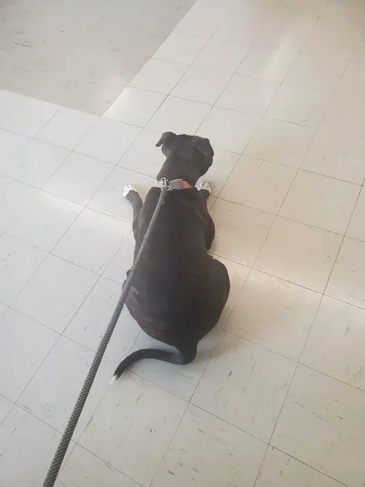 Maple Heights Animal Hospital 12