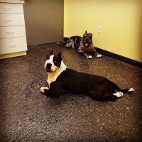 Cleveland Veterinary Clinic ico
