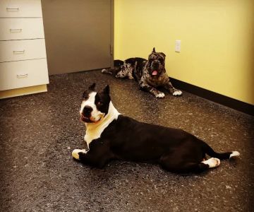 Cleveland Veterinary Clinic