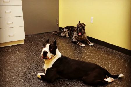 Cleveland Veterinary Clinic