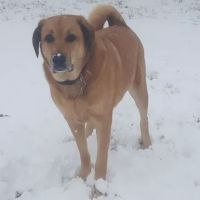 Paris Veterinary Clinic ico