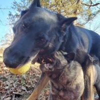 Williams Veterinary Service ico