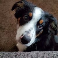 Taylor Veterinary Clinic ico