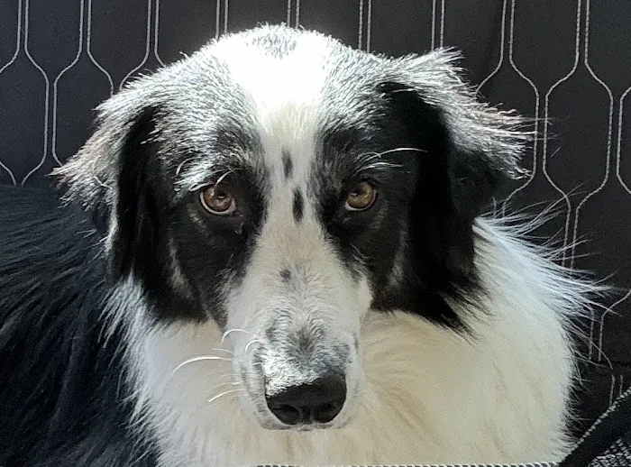 Ash Grove Veterinary Clinic 9