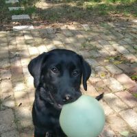 Ash Grove Veterinary Clinic ico
