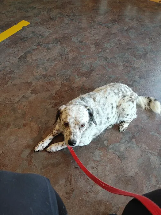 Ash Grove Veterinary Clinic 10