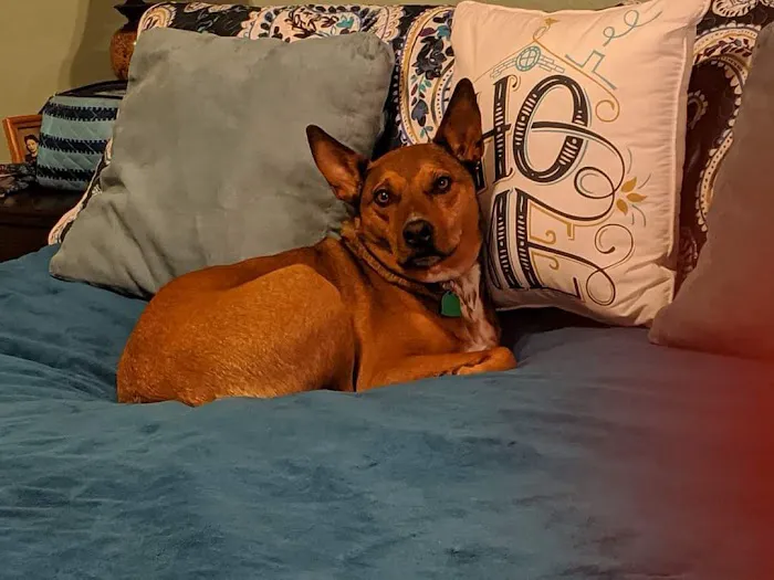 Family Pet Care LLC 4