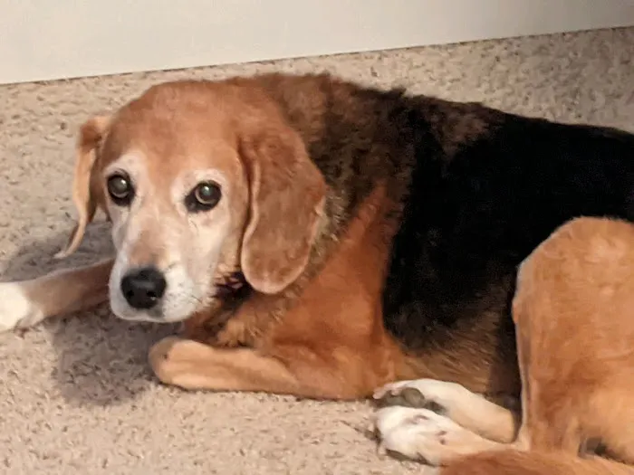Family Pet Care LLC 3