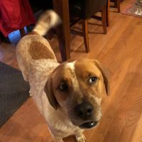 Family Pet Care LLC ico