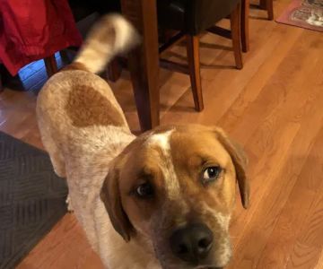 Family Pet Care LLC