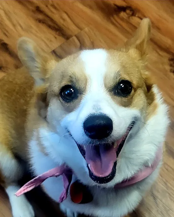 Republic Animal Hospital 1