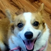 Republic Animal Hospital ico