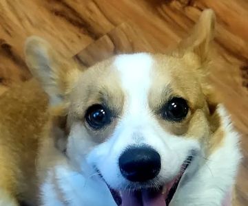 Republic Animal Hospital