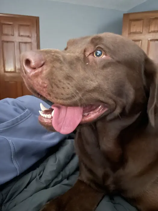 Republic Animal Hospital 8