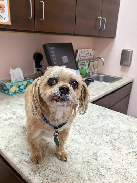 Republic Animal Hospital 10