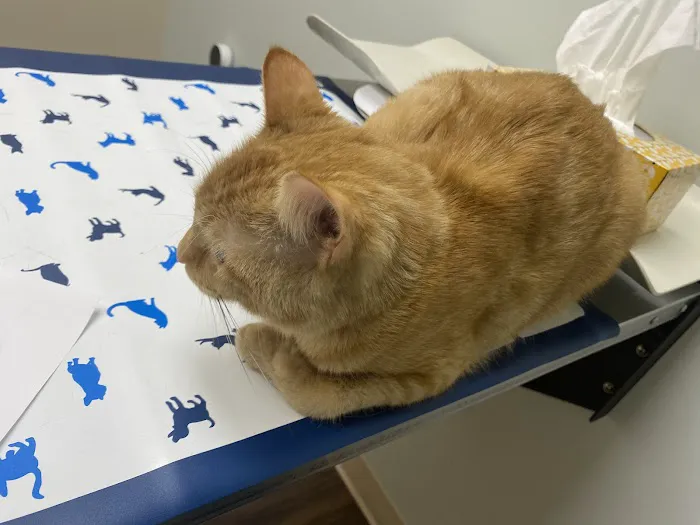 Republic Animal Hospital 4