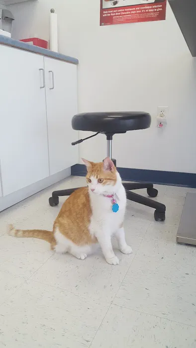 Wilson's Creek Animal Hospital 1