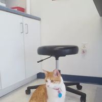 Wilson's Creek Animal Hospital ico