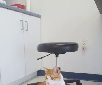 Wilson's Creek Animal Hospital