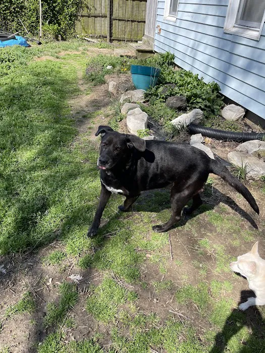 Pet Wellness Center PC 5