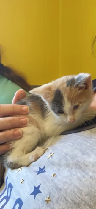Quality Care Animal Hospital 12